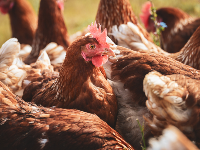 Gallinas camperas en libertad en un entorno rural